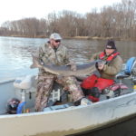Amazing catch of a large Sturgeon with Cap'n Ted Peck.