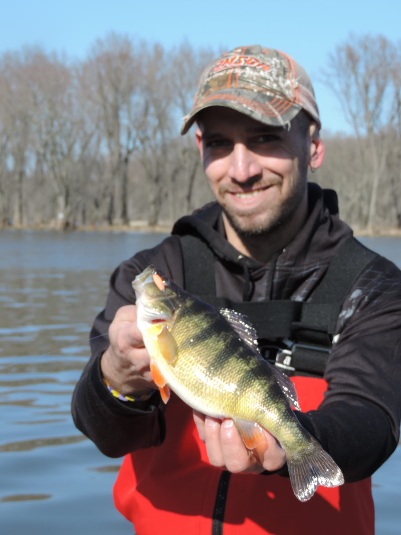 Fisherman hold up a nice looking yellow perch.