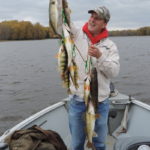 Large yellow perch catch on the Mississippi with Ted Peck.