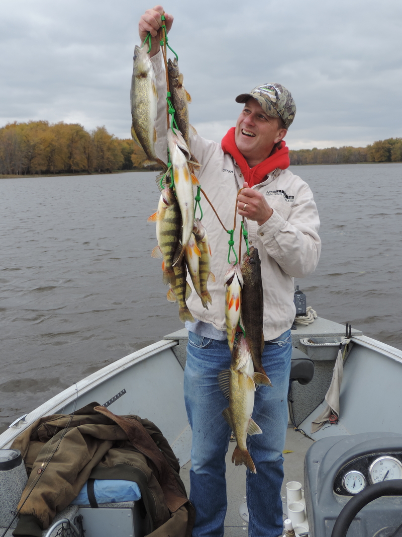 Large yellow perch catch on the Mississippi with Ted Peck.